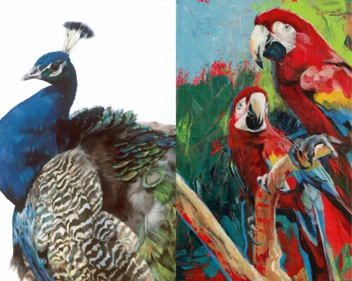 Two paintings side-by-side. One features a peacock and the the other features two scarlet macaws.